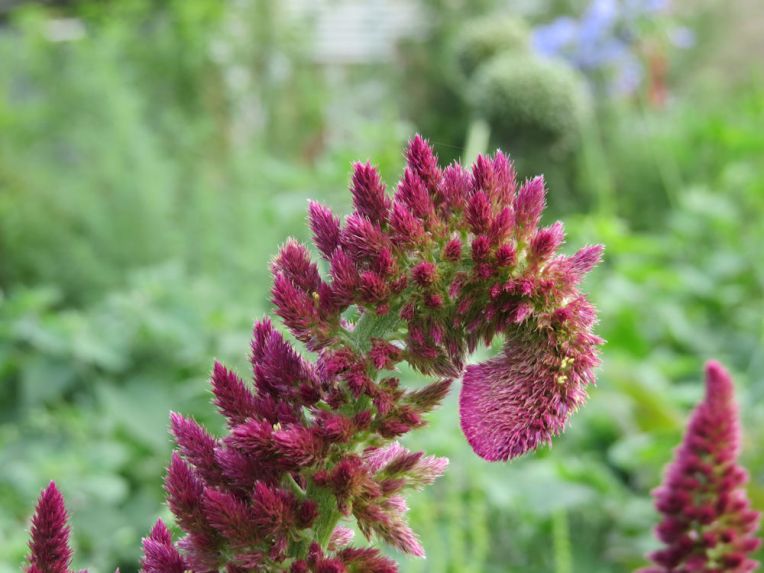 r-red-amaranthus-seed
